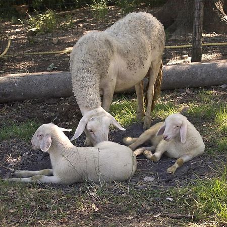 הוילה ברברינו די מוג'לו Agriturismo Massoserpente מראה חיצוני תמונה