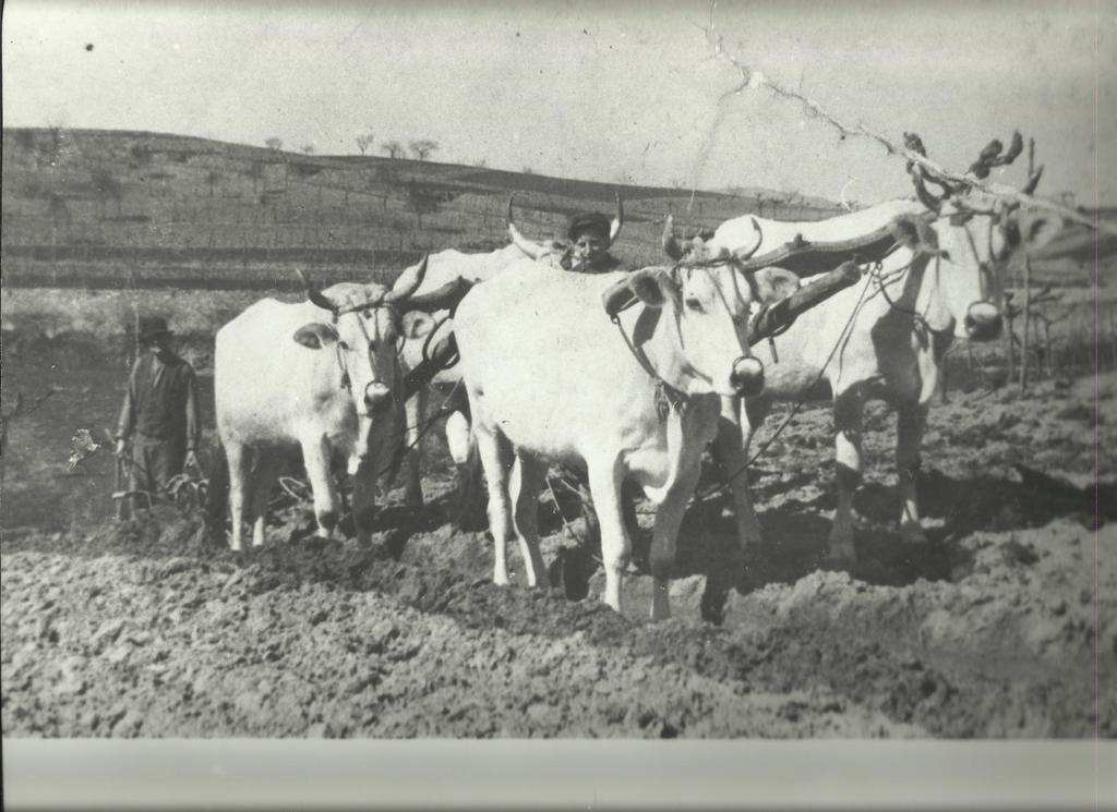 הוילה ברברינו די מוג'לו Agriturismo Massoserpente מראה חיצוני תמונה
