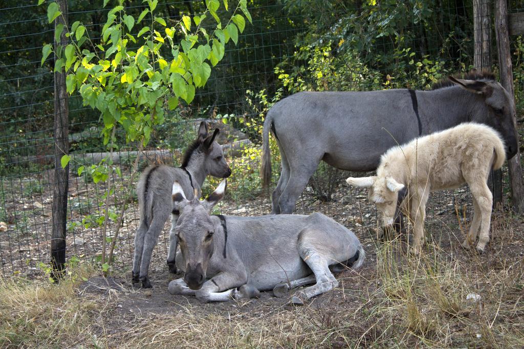 הוילה ברברינו די מוג'לו Agriturismo Massoserpente מראה חיצוני תמונה