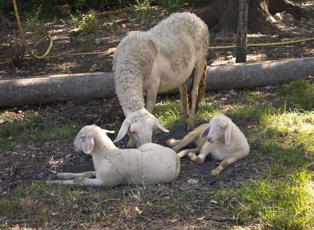 הוילה ברברינו די מוג'לו Agriturismo Massoserpente מראה חיצוני תמונה