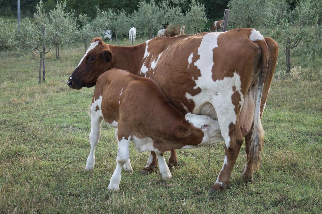 הוילה ברברינו די מוג'לו Agriturismo Massoserpente מראה חיצוני תמונה